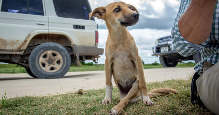 Παράλυτο σκυλί σέρνει για χιλιόμετρα το σώμα του μέχρι να βρει βοήθεια