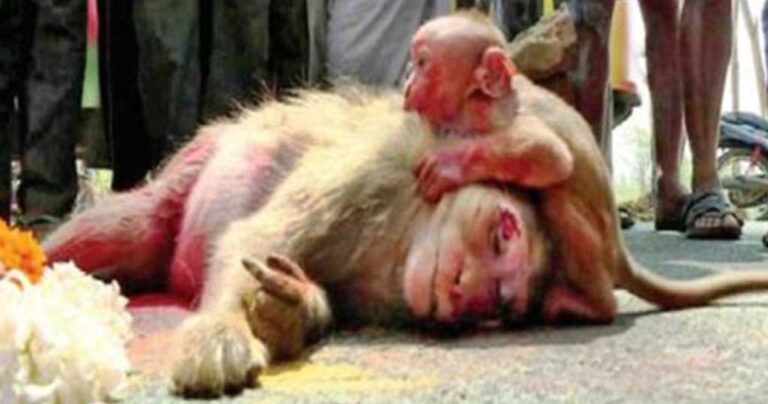 Μαϊμουδάκι θρηνεί τον χαμό της μητέρας του πάνω στο νεκρό της σώμα στην Ινδία