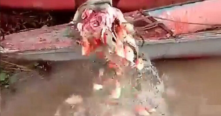 Πιράνχας κατασπαράζουν κεφάλι ταύρου με εξωφρενική ταχύτητα