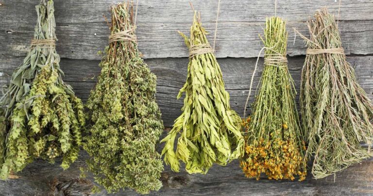 22 ελληνικά βότανα και τα εκπληκτικά οφέλη για την υγεία μας