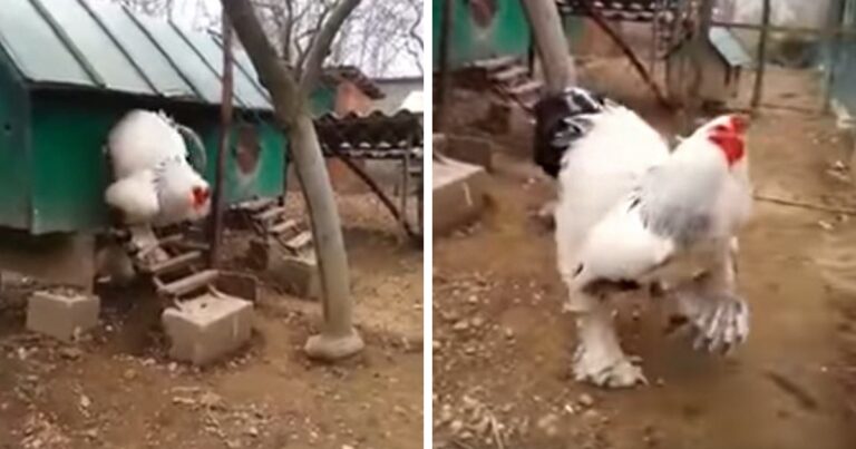 Ο κόσμος δεν μπορεί να πιστέψει πόσο τεράστιος είναι αυτός ο κόκορας