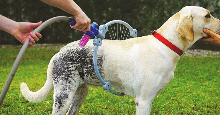 20 πολύ χρήσιμες συμβουλές για ιδιοκτήτες κατοικιδίων