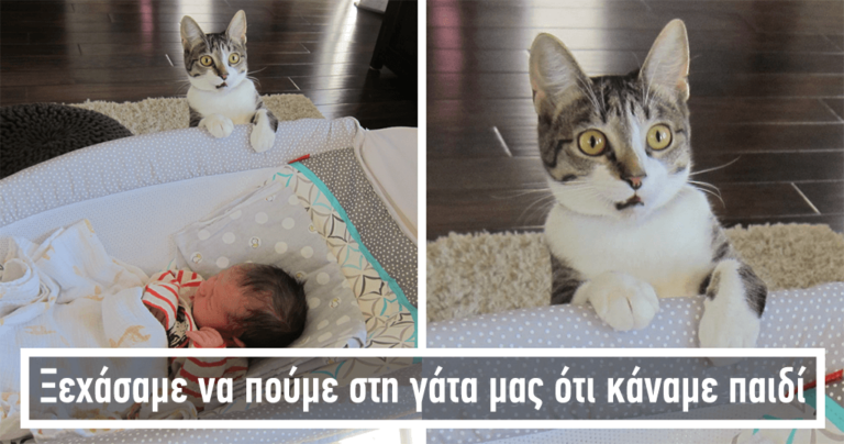 40 αστείες στιγμές ζώων που είδαν κάτι για πρώτη φορά