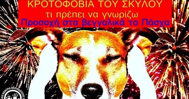Τι πρέπει να γνωρίζετε για την κροτοφοβία των σκύλων