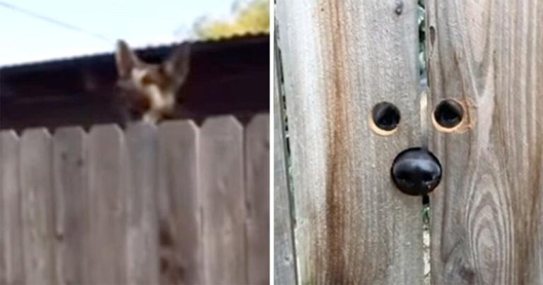 Γειτόνισσα έκανε το πιο γλυκό πράγμα σε σκύλο που πηδούσε συνεχώς για να την χαιρετήσει