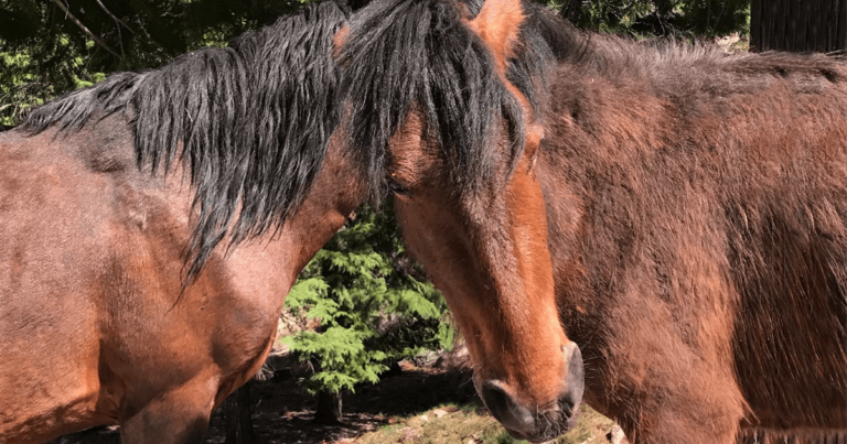 Μπορείτε να βρείτε ποιο κεφάλι ανήκει σε κάθε άλογο;