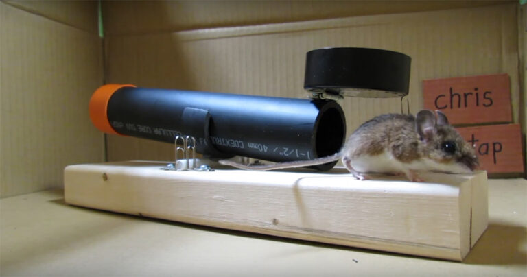 Πώς να φτιάξετε μια ποντικοπαγίδα που θα πιάσει το ποντίκι χωρίς να το σκοτώσει