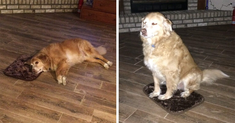 Αγόρασε κατά λάθος μικρό κρεβατάκι για τον σκύλο της και αυτός προσποιήθηκε πως δε συνέβη τίποτα