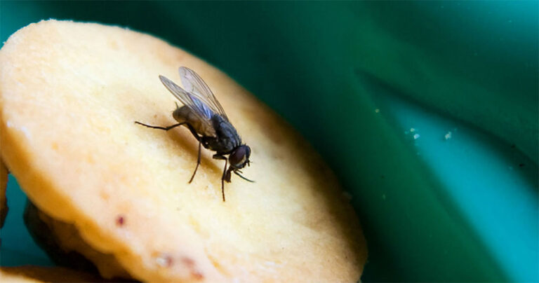 Να τι πραγματικά συμβαίνει όταν μια μύγα κάθεται πάνω στο φαγητό μας