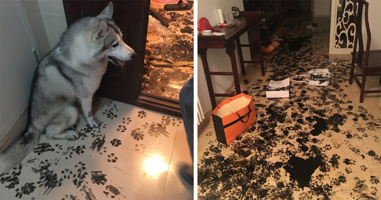 27 κατοικίδια που έμειναν μόνα στο σπίτι και έκαναν τα πάντα γυαλιά καρφιά