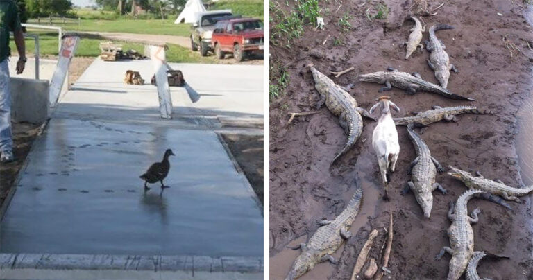 40 ζώα που πραγματικά δεν τους καίγεται καρφί