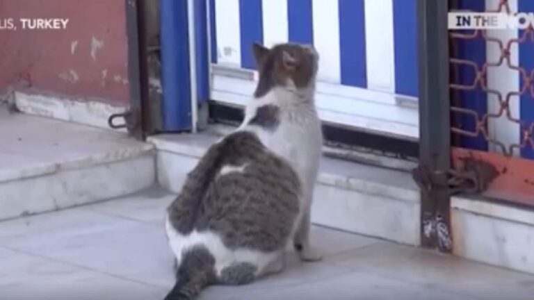Αδέσποτη γατούλα πήγε στο γιατρό για να γεννήσει