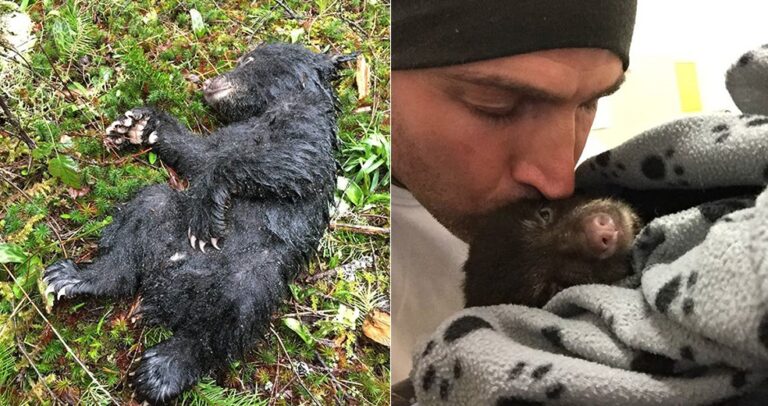 Φωτογράφος παρανομεί για να σώσει ένα μισοπεθαμένο αρκουδάκι που βρήκε στο δρόμο του