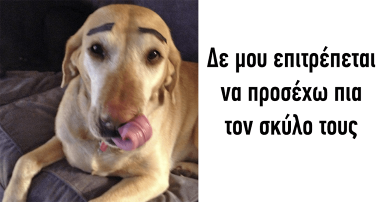 40 ιδιοκτήτες σκύλων που έδωσαν το κατοικίδιό τους να το κρατήσουν άλλοι και το μετάνιωσαν