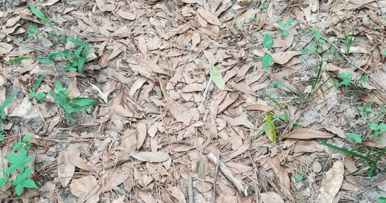 Μπορείτε να εντοπίσετε το φίδι που κρύβεται ανάμεσα στα πεσμένα φύλλα;