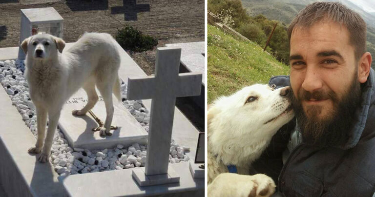 Υιοθετήθηκε ο σκύλος που ζούσε για μήνες δίπλα στον τάφο του κηδεμόνα του στην Άρτα