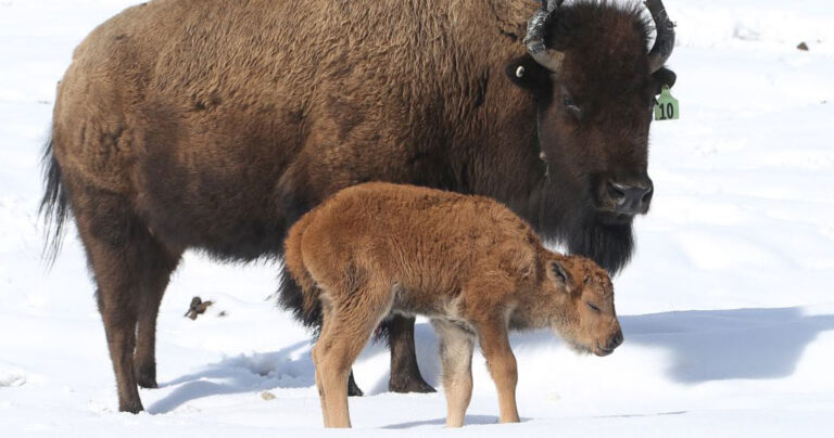 Γεννήθηκε ο πρώτος βίσονας των τελευταίων 140 χρόνων στον Καναδά
