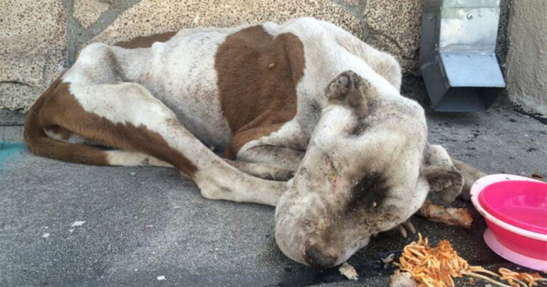 Εγκαταλελειμμένο πίτμπουλ μεταμορφώθηκε θεαματικά όταν βρήκε μια οικογένεια που το αγάπησε