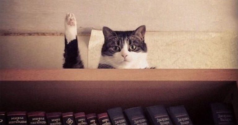 20 γάτες που απαθανατίστηκαν ακριβώς τη σωστή στιγμή