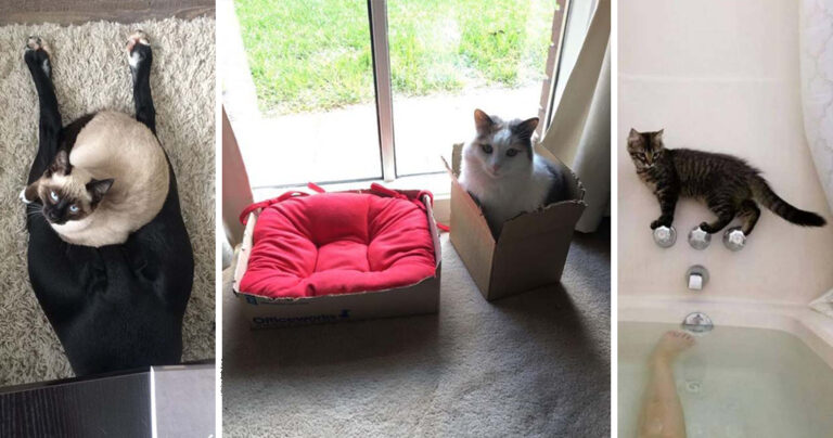 14 γάτες που κάνουν τα δικά τους και γι’ αυτό τις αγαπάμε