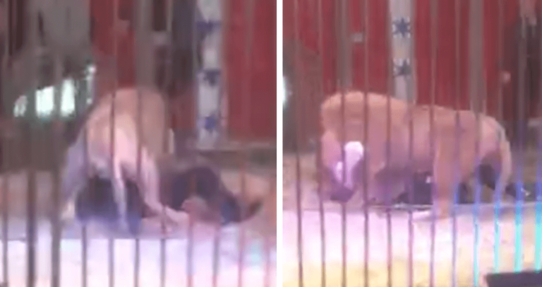 Λιοντάρι κατασπαράζει θηριοδαμαστή μπροστά στα μάτια θεατών σε γαλλικό τσίρκο