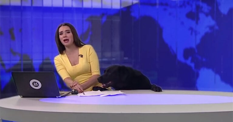 Σκύλος μπουκάρει σε πλατό και καταστρέφει το δελτίο ειδήσεων με τον πιο χαριτωμένο τρόπο