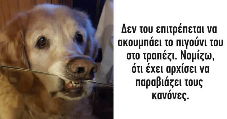 40 αστείες στιγμές που σκύλοι προσπάθησαν να υπακούσουν στους ανθρώπινους κανόνες