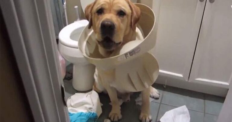 Ξεκαρδιστικές αντιδράσεις σκύλων που πιάστηκαν στα πράσα