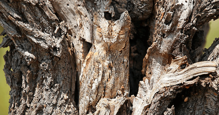 40 εκπληκτικά παραδείγματα καμουφλαρισμένων ζώων
