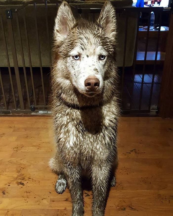 Get A Husky They Said, It'll Be Fun They Said