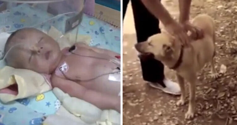 Σκύλος έσωσε νεογέννητο μωρό το οποίο είχαν θάψει ζωντανό