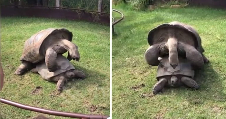 Χελώνες ερωτοτροπούν και βογκούν μπροστά στα μάτια επισκεπτών ζωολογικού κήπου