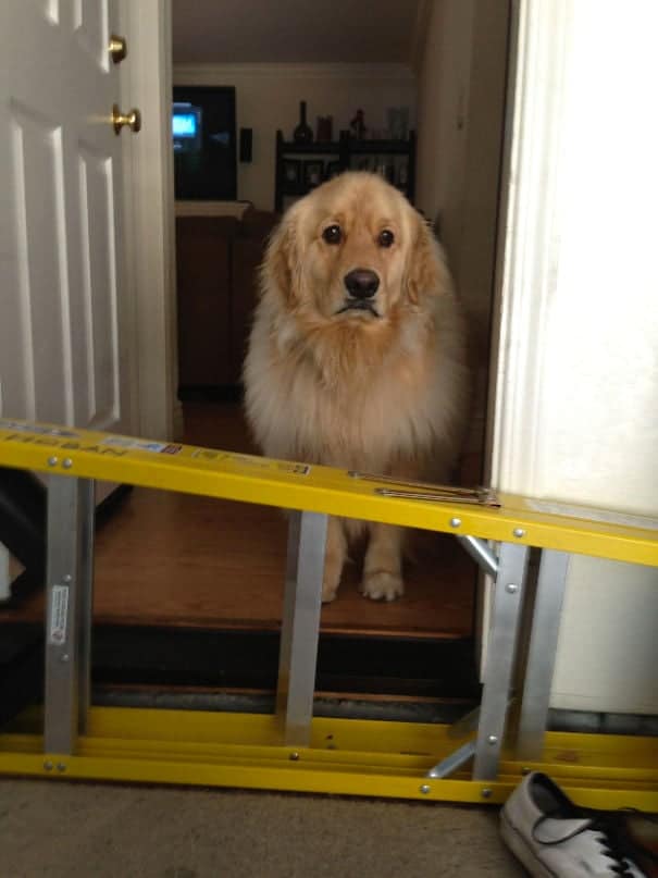 My Golden Retriever Is To Scared To Jump This Ladder That Is Half The Size Of Him