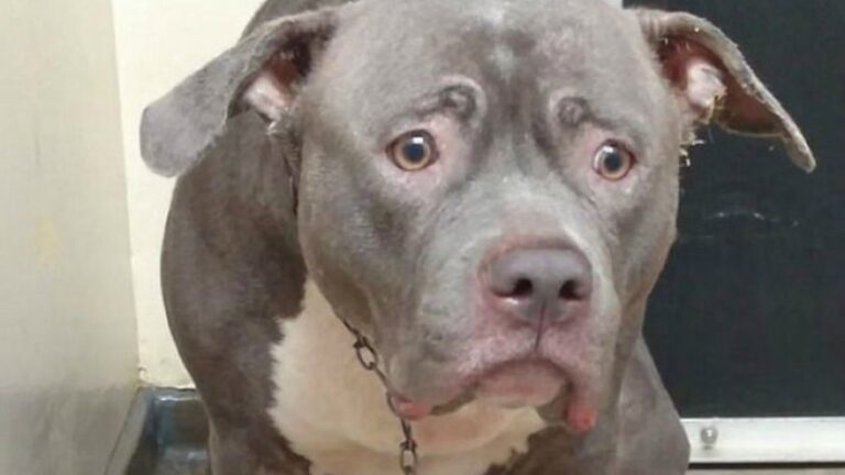 H στιγμή που σκύλος συνειδητοποιεί ότι οι ιδιοκτήτες του τον παράτησαν για πάντα