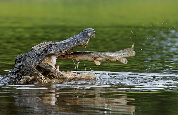Alligator With Alligator Gar