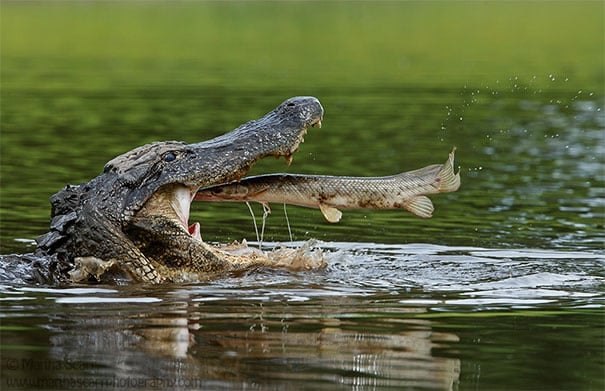 Alligator With Alligator Gar