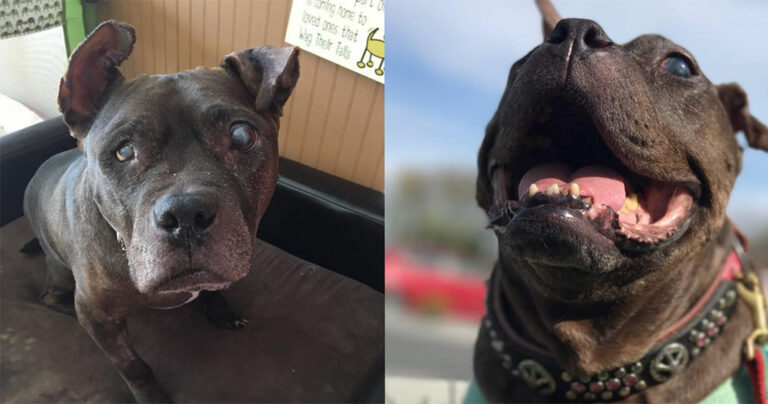 Γέρικο πίτμπουλ που δεν βλέπει φόρεσε φακούς επαφής και ένιωσε ξανά σαν μικρό κουτάβι