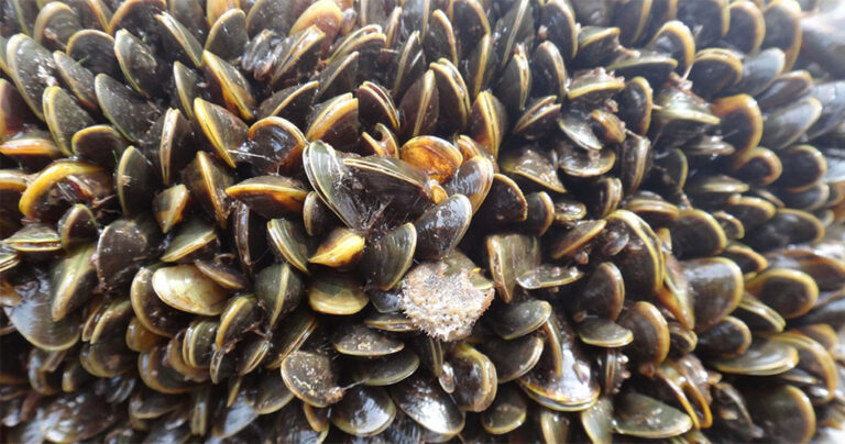 Τα χρυσά μύδια και όχι τα πιράνχας είναι τα πιο θανατηφόρα πλάσματα του Αμαζονίου