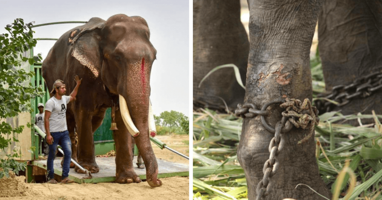 Ελέφαντας που ζούσε για 50 χρόνια αλυσοδεμένος απελευθερώθηκε από φιλοζωική οργάνωση
