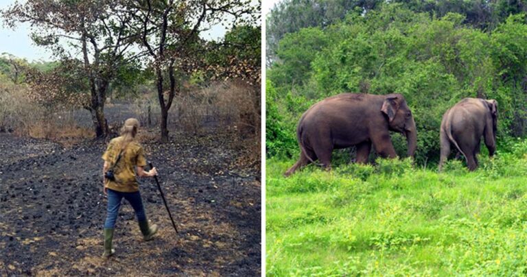 Ζευγάρι έκανε 26 χρόνια να αναδασώσει έκταση που είχε αγοράσει και να πώς είναι σήμερα
