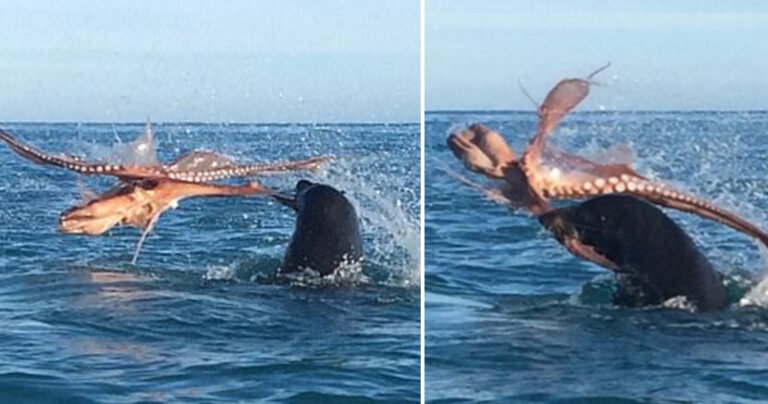 Επική μάχη ανάμεσα σε χταπόδι-γίγαντα και φώκια 120 κιλών