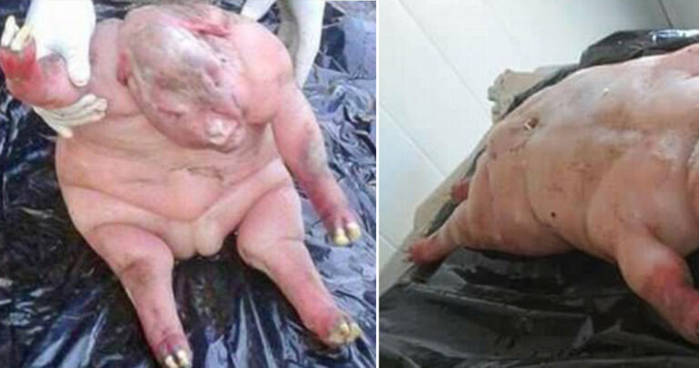 Πρόβατο στην Νότια Αφρική γέννησε αρνάκι που έχει ανθρώπινη μορφή