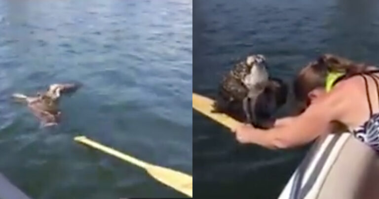 Γυναίκα σώζει αετό από βέβαιο πνιγμό με κίνδυνο τη ζωή της