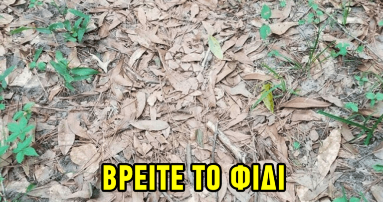 Μπορείτε να βρείτε όλα τα ζώα σε αυτό το κουίζ;