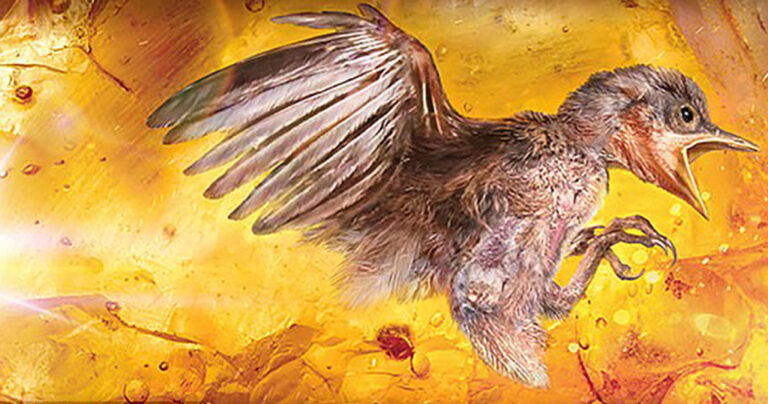 Βρήκαν αναλλοίωτο πτηνό 99 εκατομμύριων ετών παγιδευμένο σε κεχριμπάρι