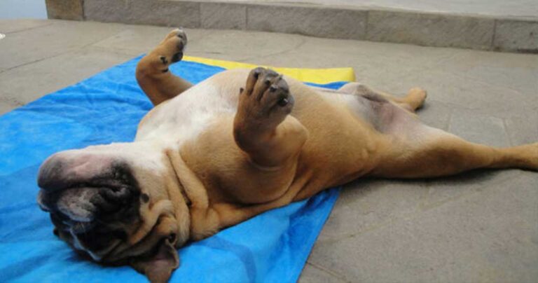 Ζέστη και Σκύλος: Συμβουλές για ένα καλό καλοκαίρι