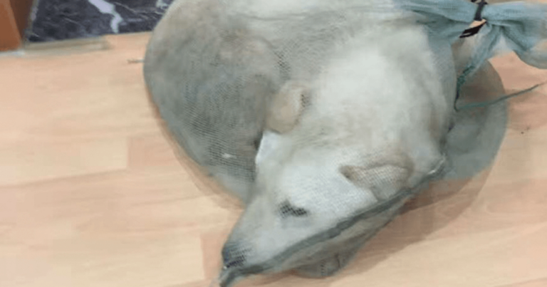 Άνδρας έσωσε σκύλο που τον είχαν συσκευάσει με σκοπό να τον πουλήσουν για το κρέας του