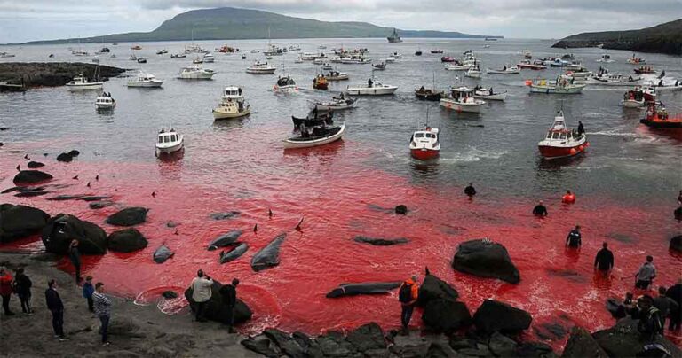 Η ετήσια σφαγή φαλαινών στα νησιά Φερόε μετέτρεψε τη θάλασσα σε κόκκινη