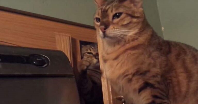 Βίντεο μας δείχνει τους 15 λόγους που κάνουν τις γάτες μικρά καθαρματάκια