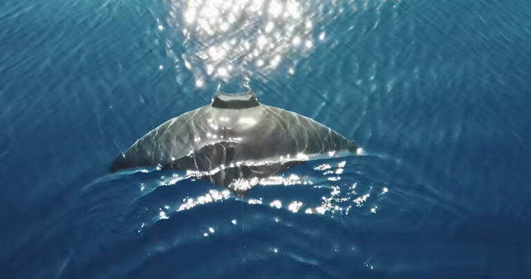 Σαλάχι 2,5 μέτρων λίγο έξω απ’ τη Μύκονο σε  ένα βίντεο που υπνωτίζει